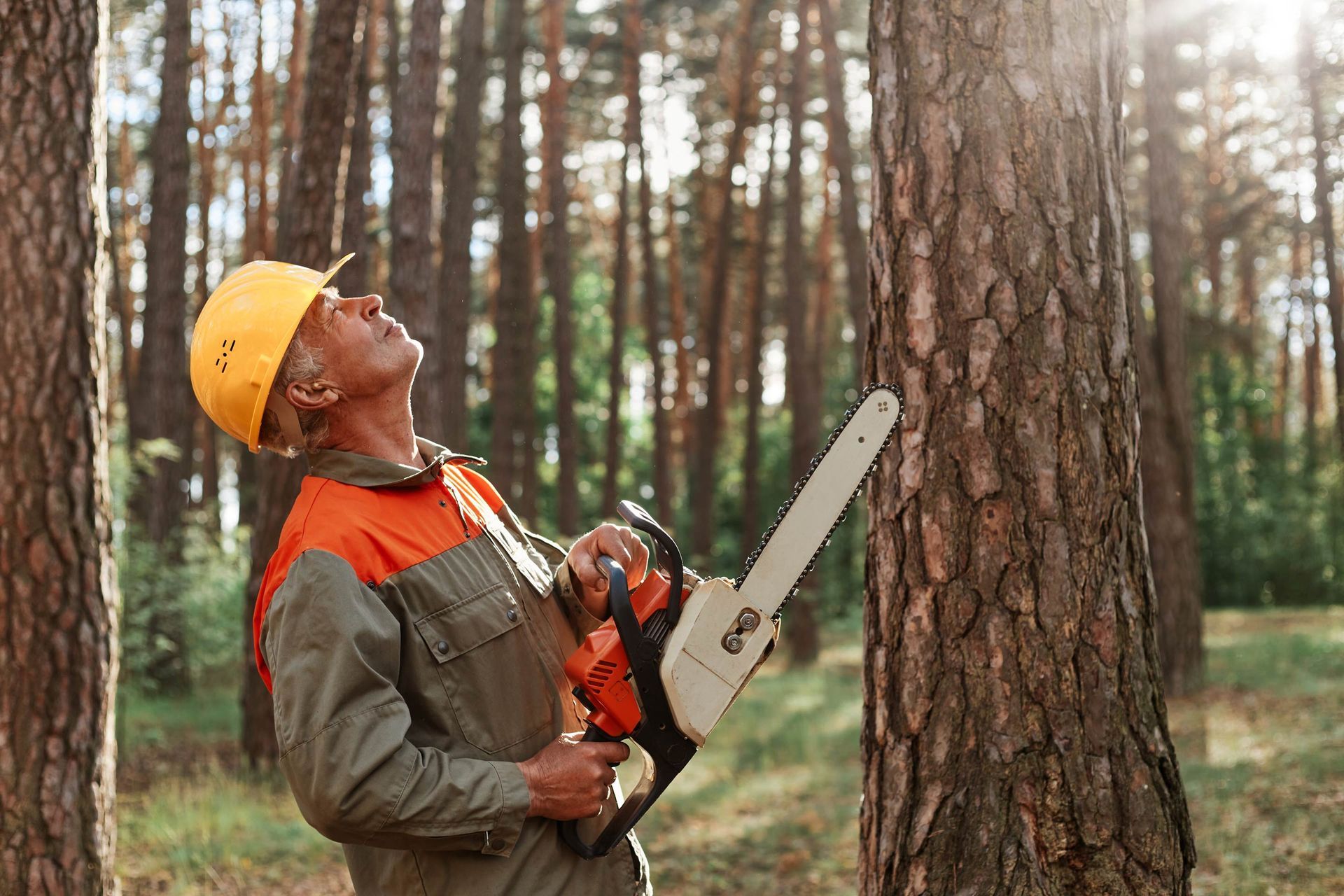 Lumberjack in orange and green protective gear using a chainsaw to cut down a tall tree in a forest.