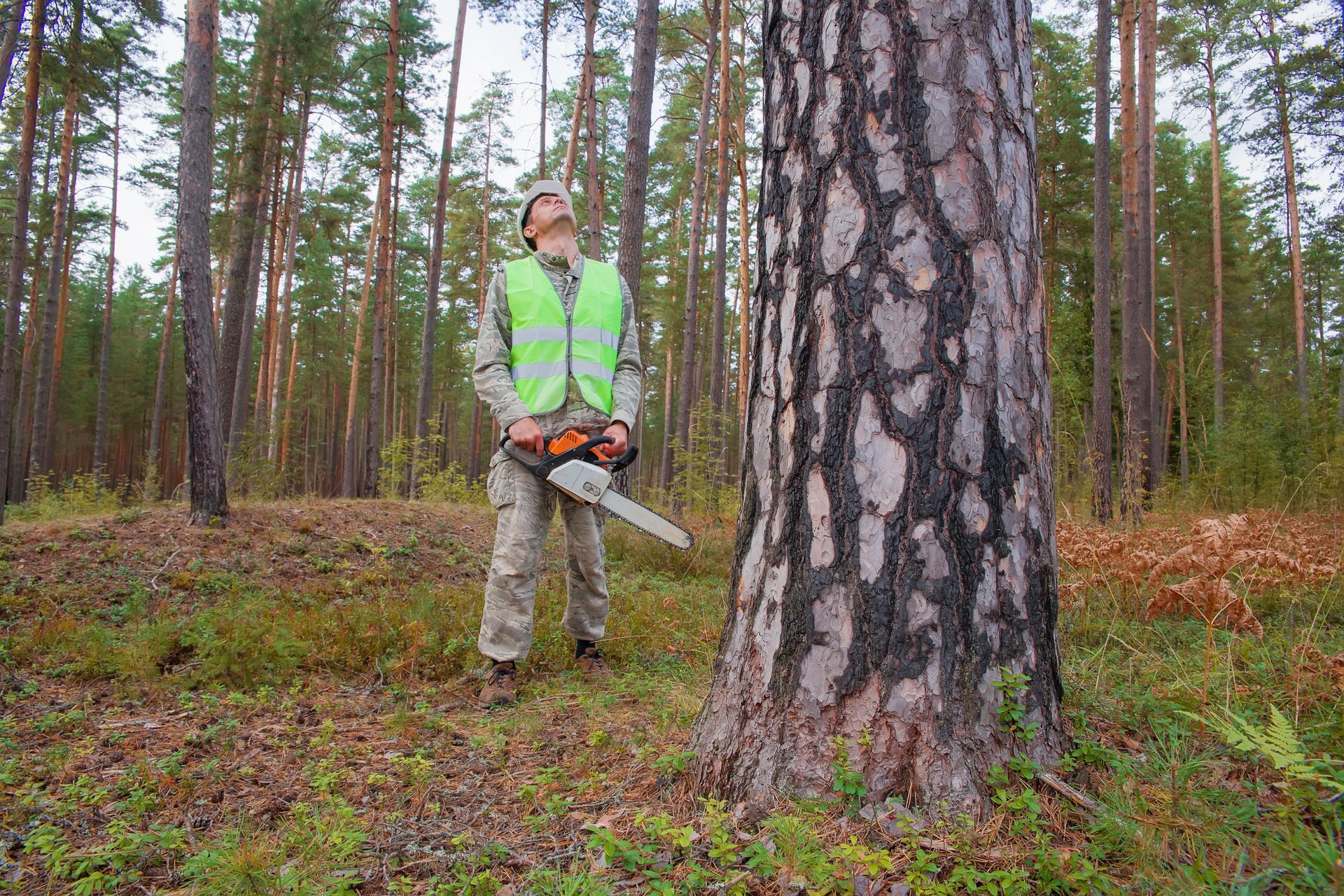 A tree trimmer is using a chainsaw and gear to cut down a large tree.