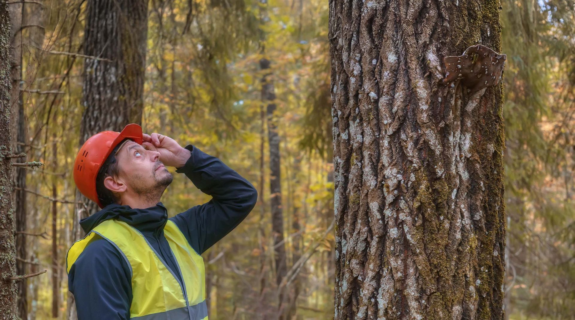 Worker looking up at a tree, wearing a hard hat and safety vest in a wooded area.