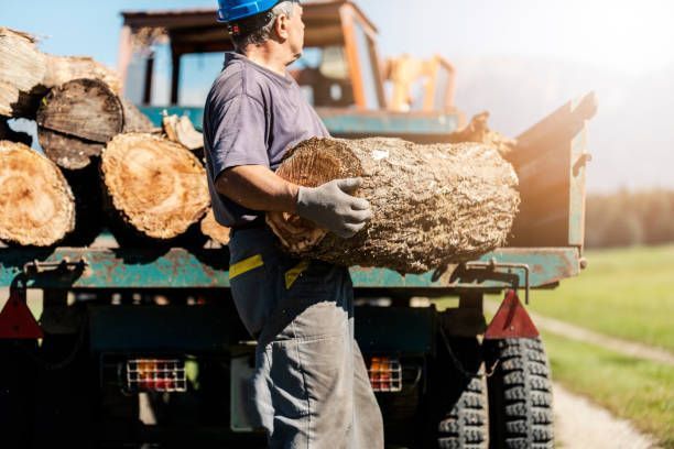 A tree trimmer is loading cut tree trunks onto a truck.