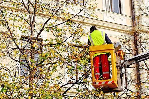 An arborist is working on a tree outside an office building.
