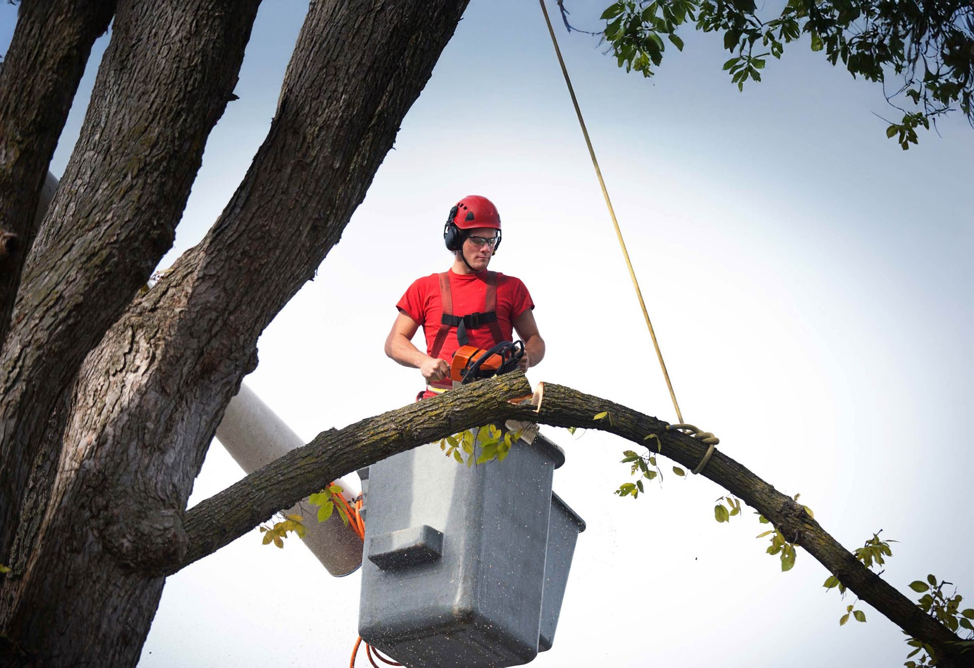 Arborist pruning a tree with a chainsaw, showcasing expert tree services for safer branch alignment.