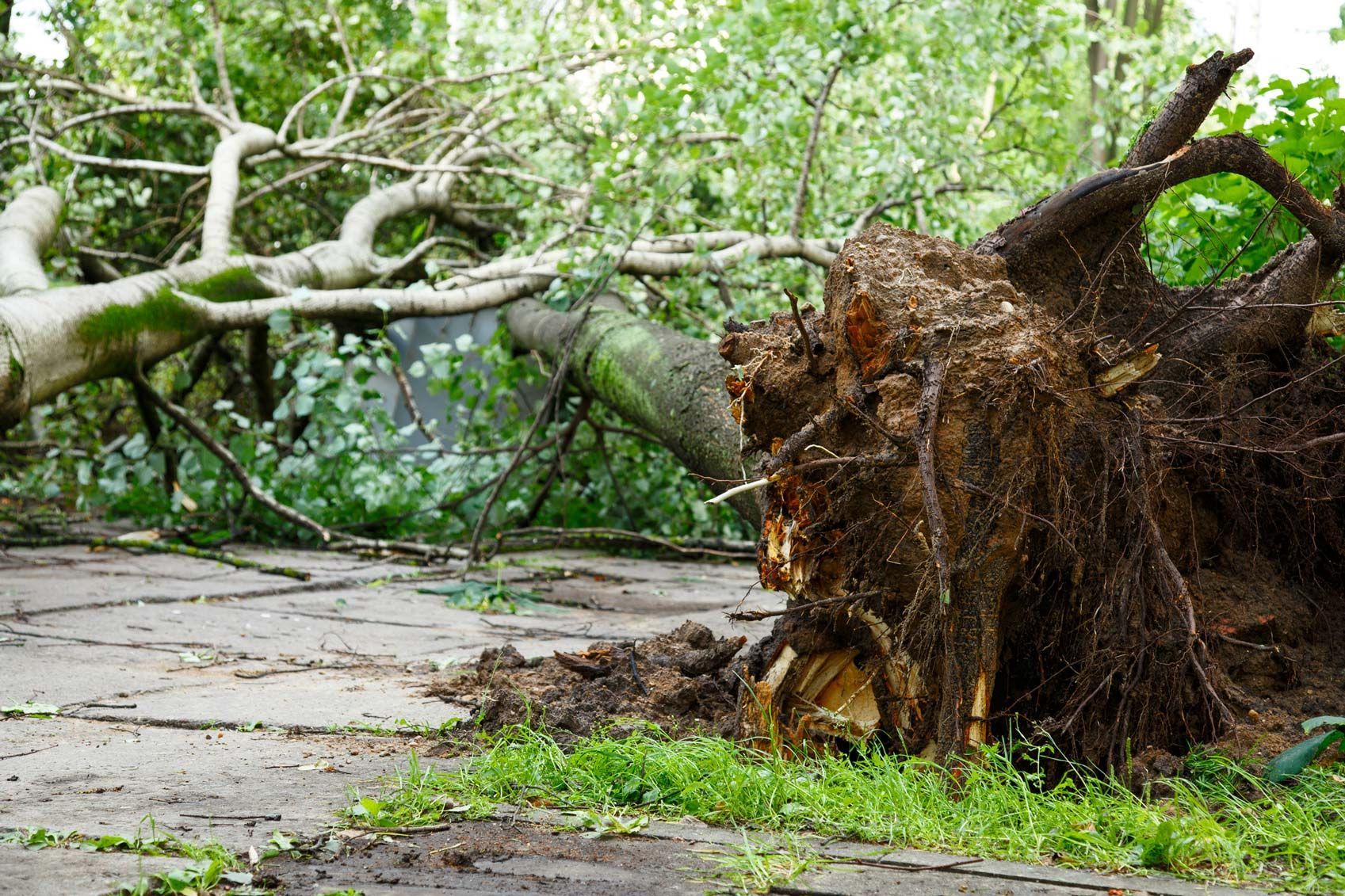 A big tree fallen after the hurricane, showing the impact of severe weather.