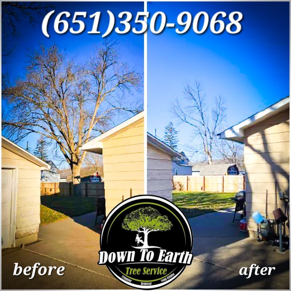 Side-by-side comparison of a tree before and after tree service, showing trimmed branches.