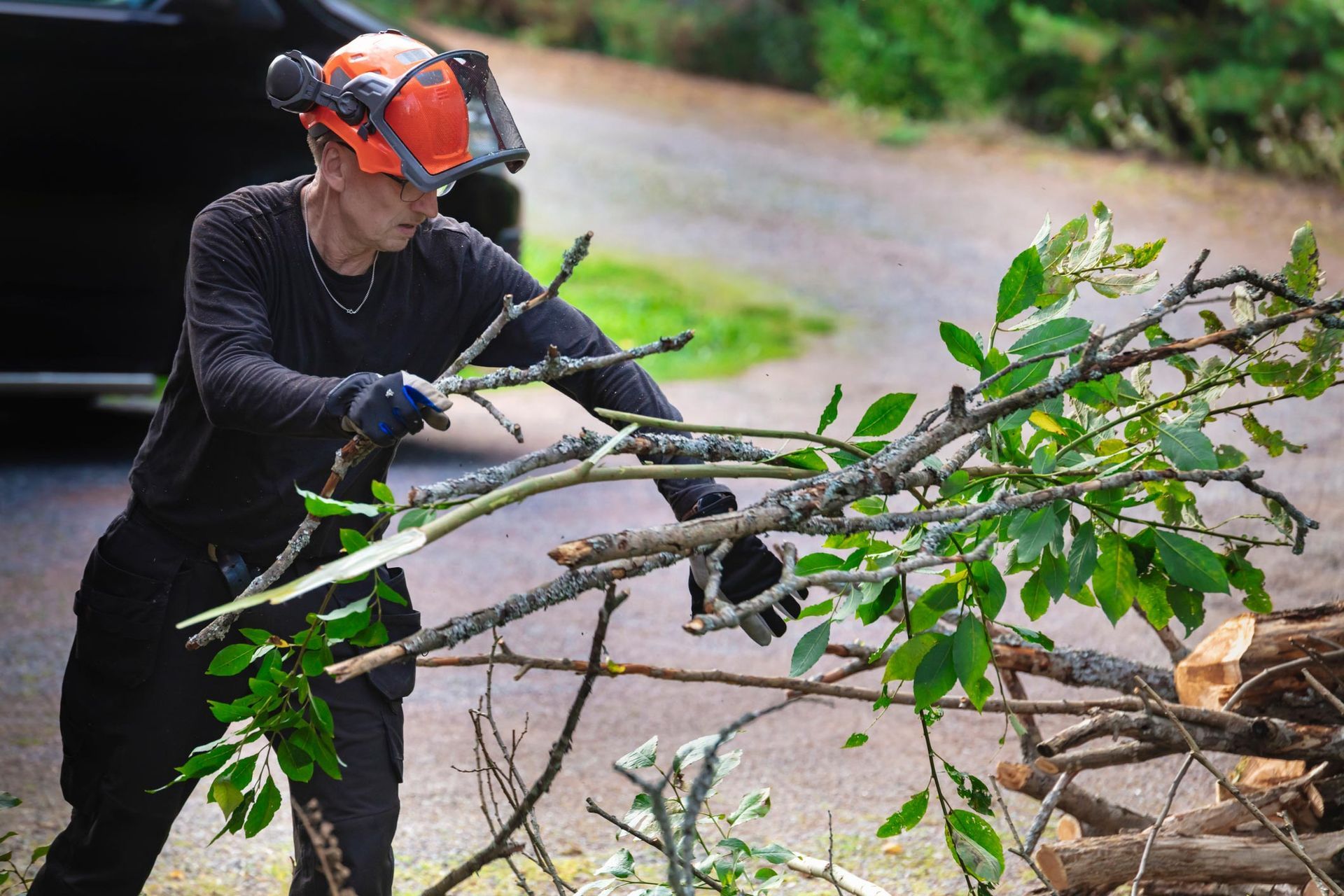 A male arborist cuts tree branches and handles them to the side. A male arborist cuts tree branches and handles them to the side.