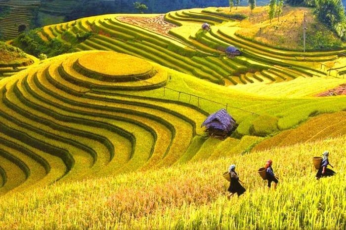 Muong Hoa Valley Autumn (August – October)