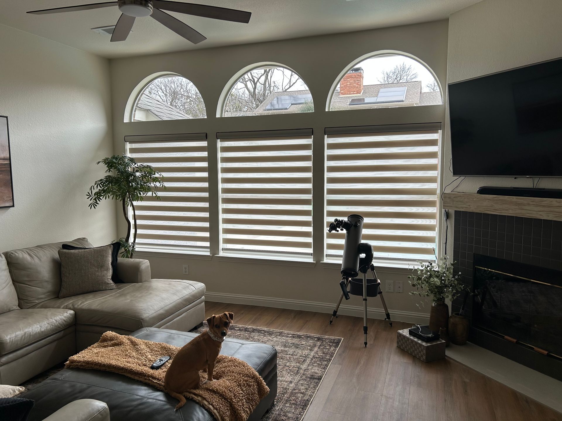 Living room with arched windows, sectional sofa, fireplace, and cat.
