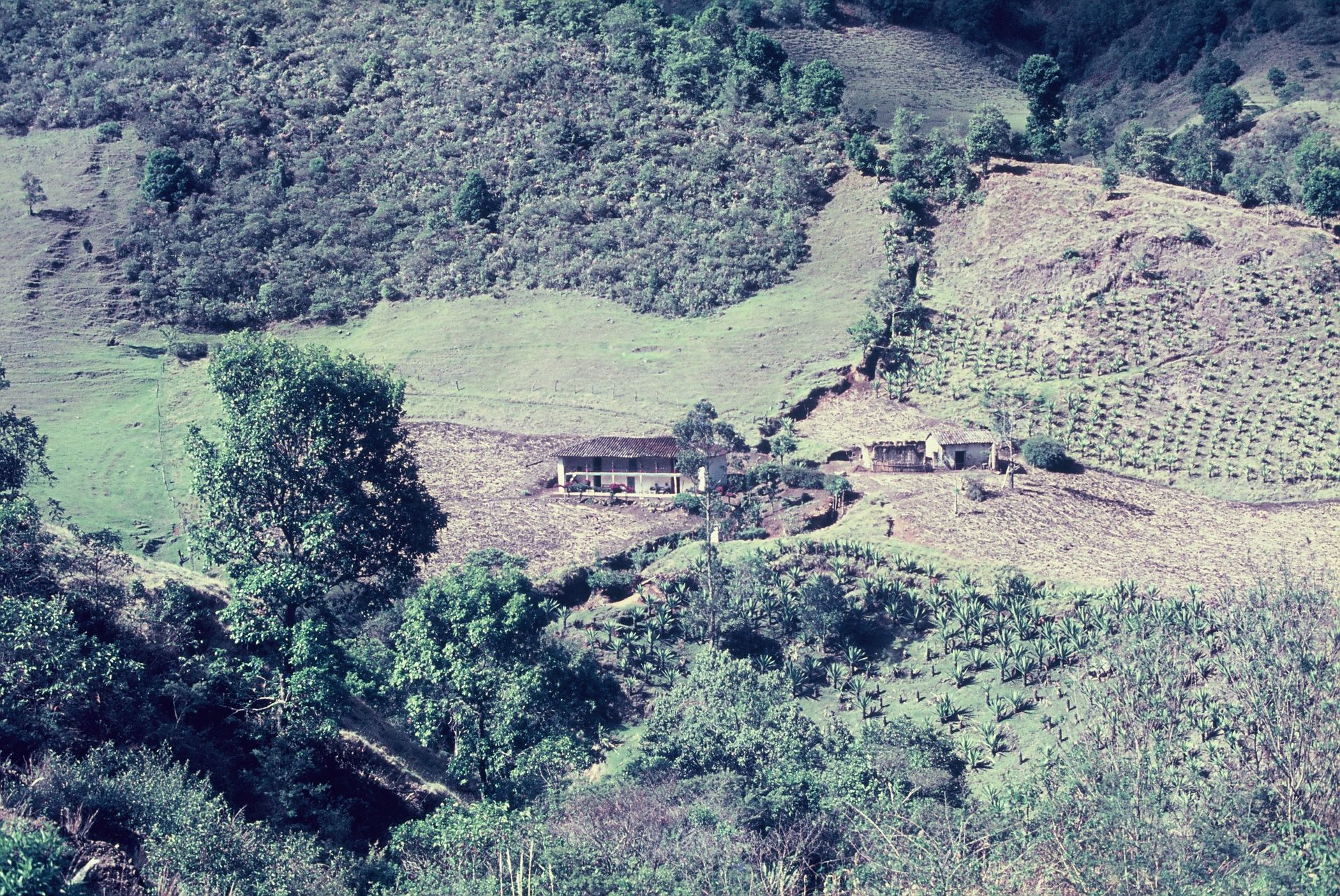 A house sits in the middle of a lush green field