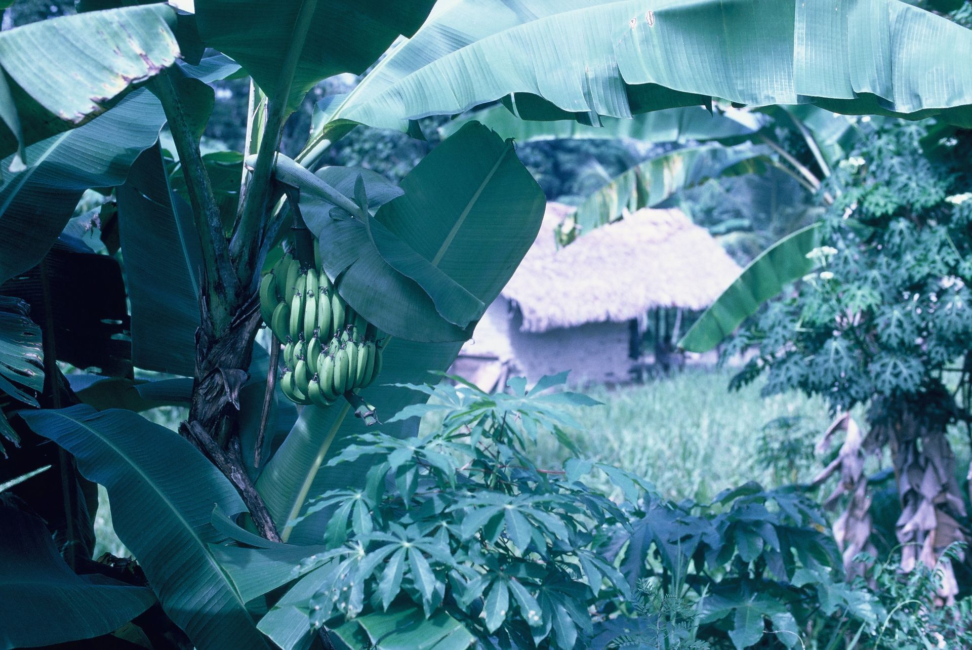 A bunch of bananas are growing on a banana tree