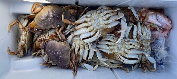 Crabs in a cooler