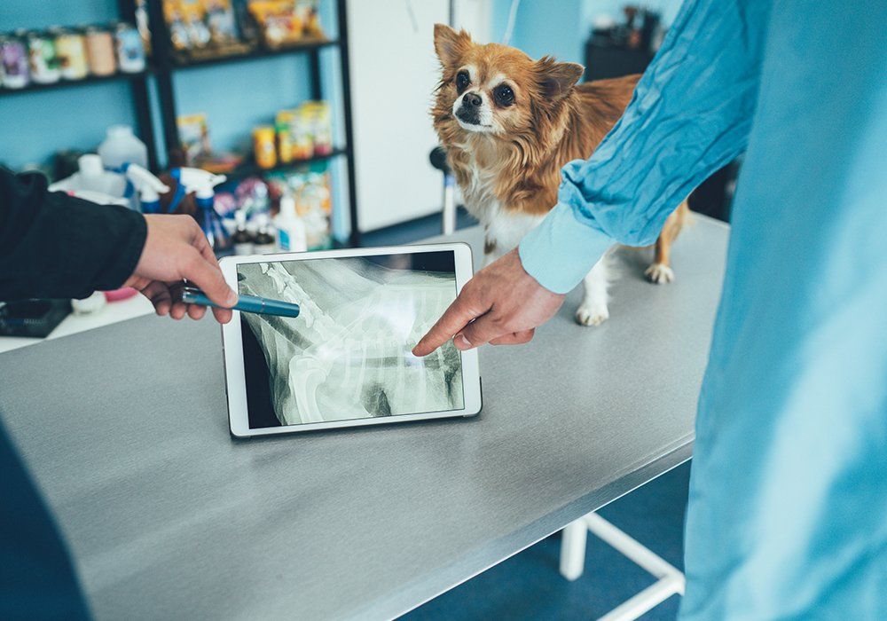 Vets Examining a Chihuahua's Radiography — Sedro Woolley, WA — Sedro-Woolley Veterinary Clinic