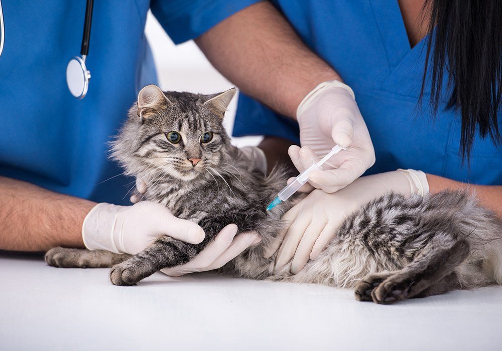 Cat Getting a Vaccine at the Veterinary Clinic — Sedro Woolley, WA — Sedro-Woolley Veterinary Clinic