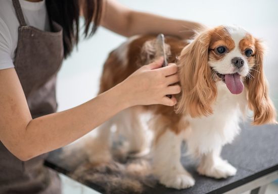 Groomer Grooming a Cavalier King Charles Spaniel Dog — Sedro Woolley, WA — Sedro-Woolley Veterinary Clinic