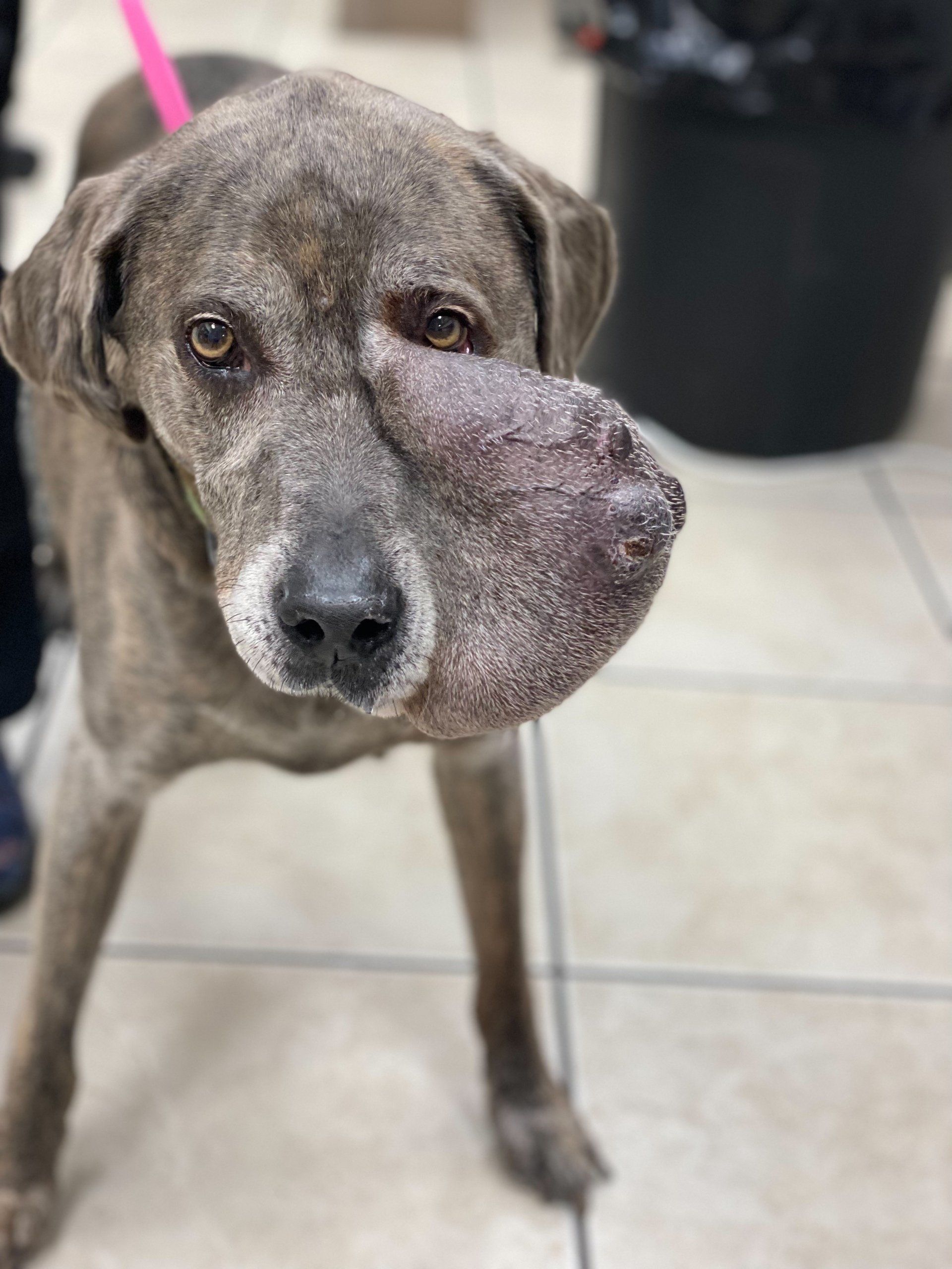 Meet The Team Sedro Woolley, WA Sedro Woolley Veterinary Clinic