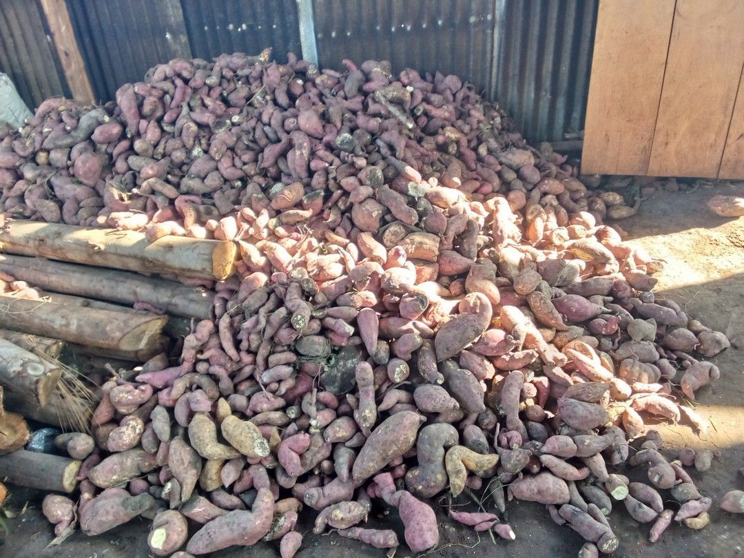 A large, messy pile of purple sweet potatoes stacked against a corrugated metal wall, with a few logs on the side.