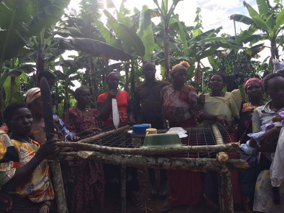 A group of people standing around a small wooden table with a metal rack top in a lush, outdoor banana grove.