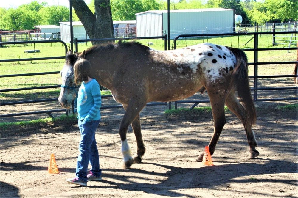 Child with a spotted horse in a fenced area with cones.