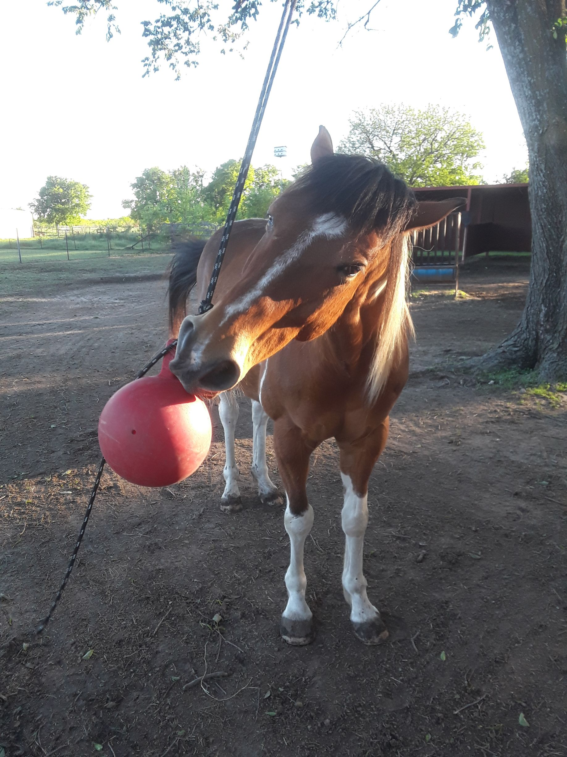 Horse wearing a Santa hat, standing in a fenced area. Brown coat, white blaze and stockings.