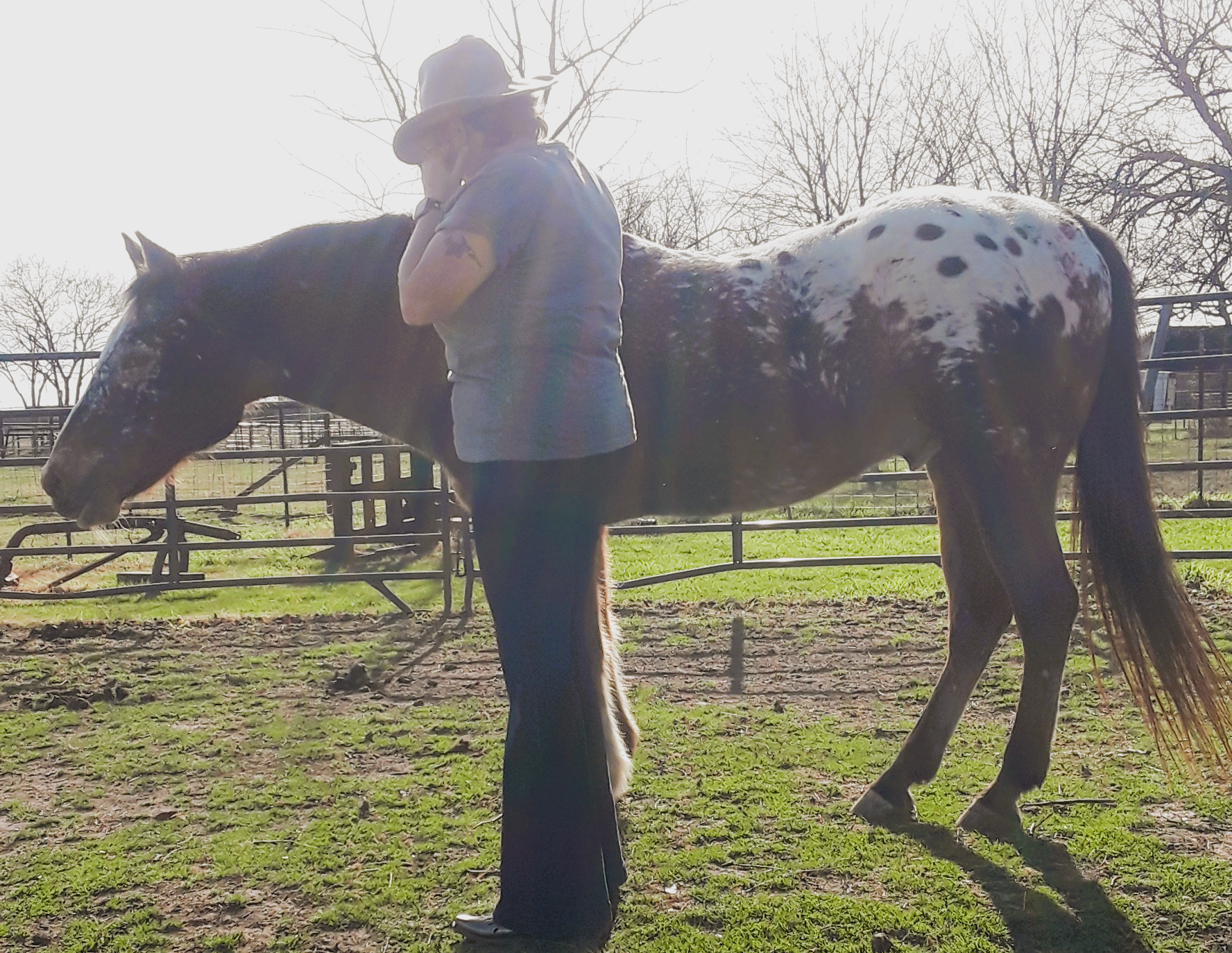 A girl leads a spotted horse in an outdoor pen under a tree.
