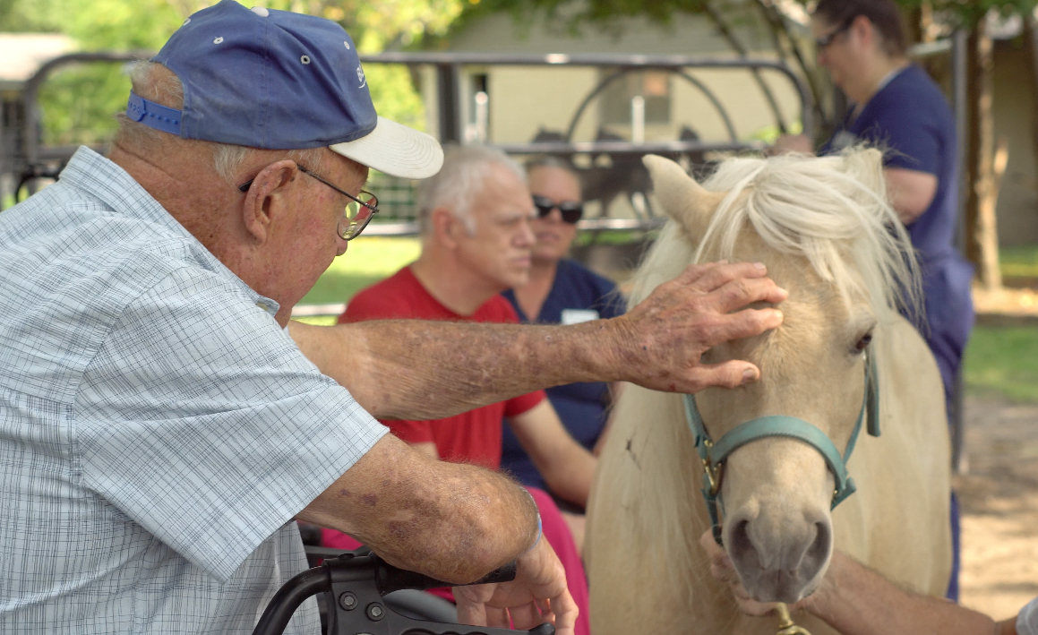Elderly man in a blue cap petting a palomino pony, other people watching outdoors.