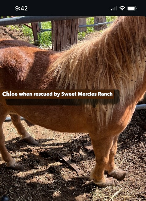 Chloe, a reddish-brown horse, stands in dirt near a fence. Text overlay: 