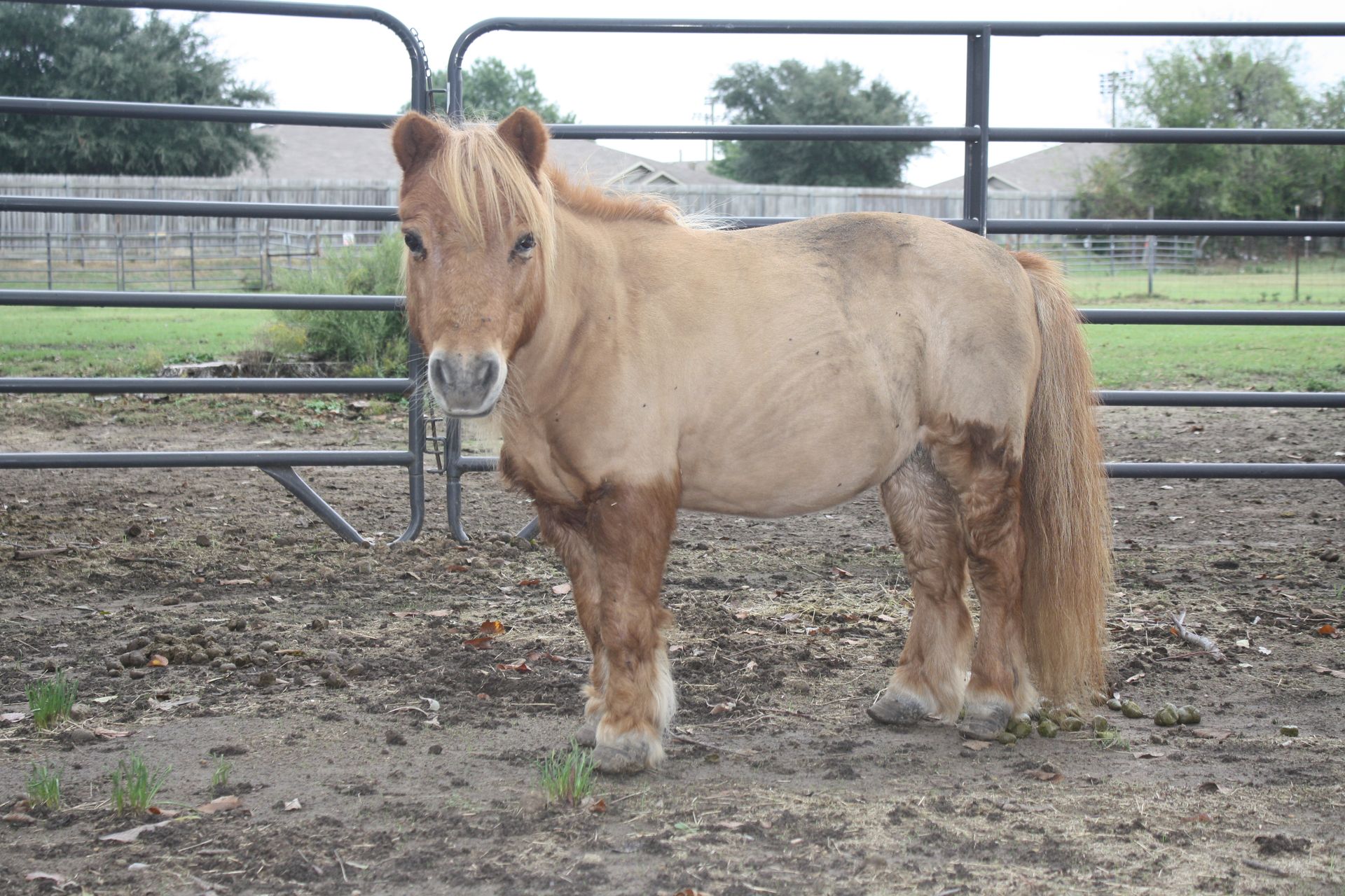 Tan miniature pony standing inside a metal fence enclosure, looking directly at the viewer.