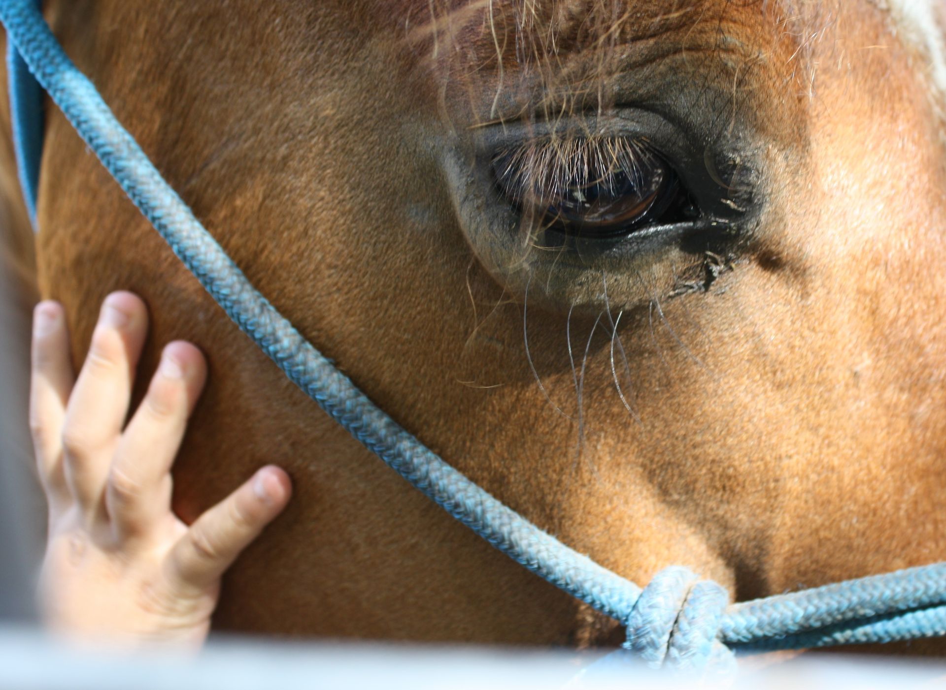 A girl leads a spotted horse in an outdoor pen under a tree.