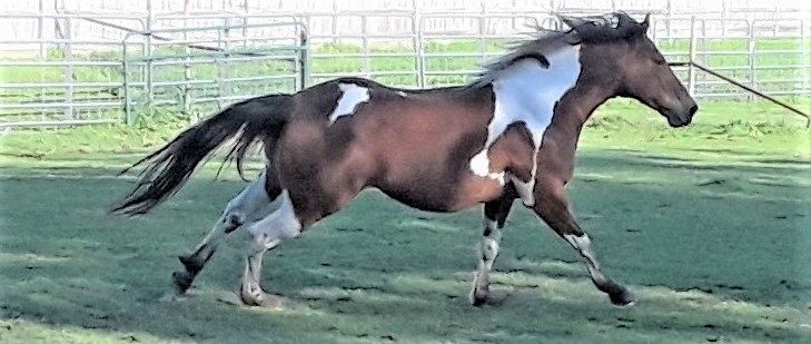 A brown and white paint horse running across a grassy field.