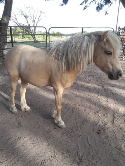 Tan pony standing in a sandy enclosure with a light blonde mane and forelock.