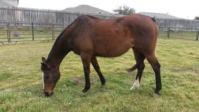 Brown horse grazing in a grassy field. White markings on legs. Fence and houses in the background.
