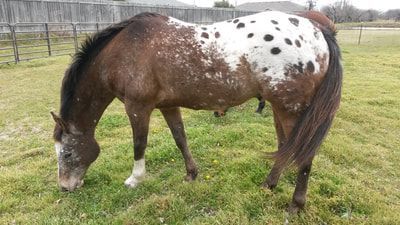 Appaloosa horse grazing in a grassy field with a speckled white and brown coat.