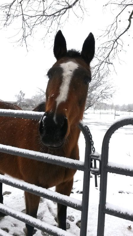 Brown horse with a white blaze, peering over a snowy gate.