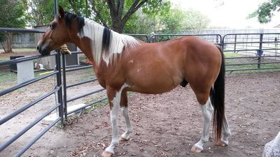 Chestnut and white paint horse in a pen, looking left with a white mane.
