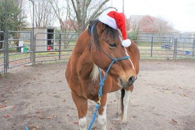 Horse wearing a Santa hat, standing in a fenced area. Brown coat, white blaze and stockings.