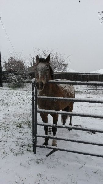 Horse standing behind a snow-covered fence in a snowy field, looking at the camera.