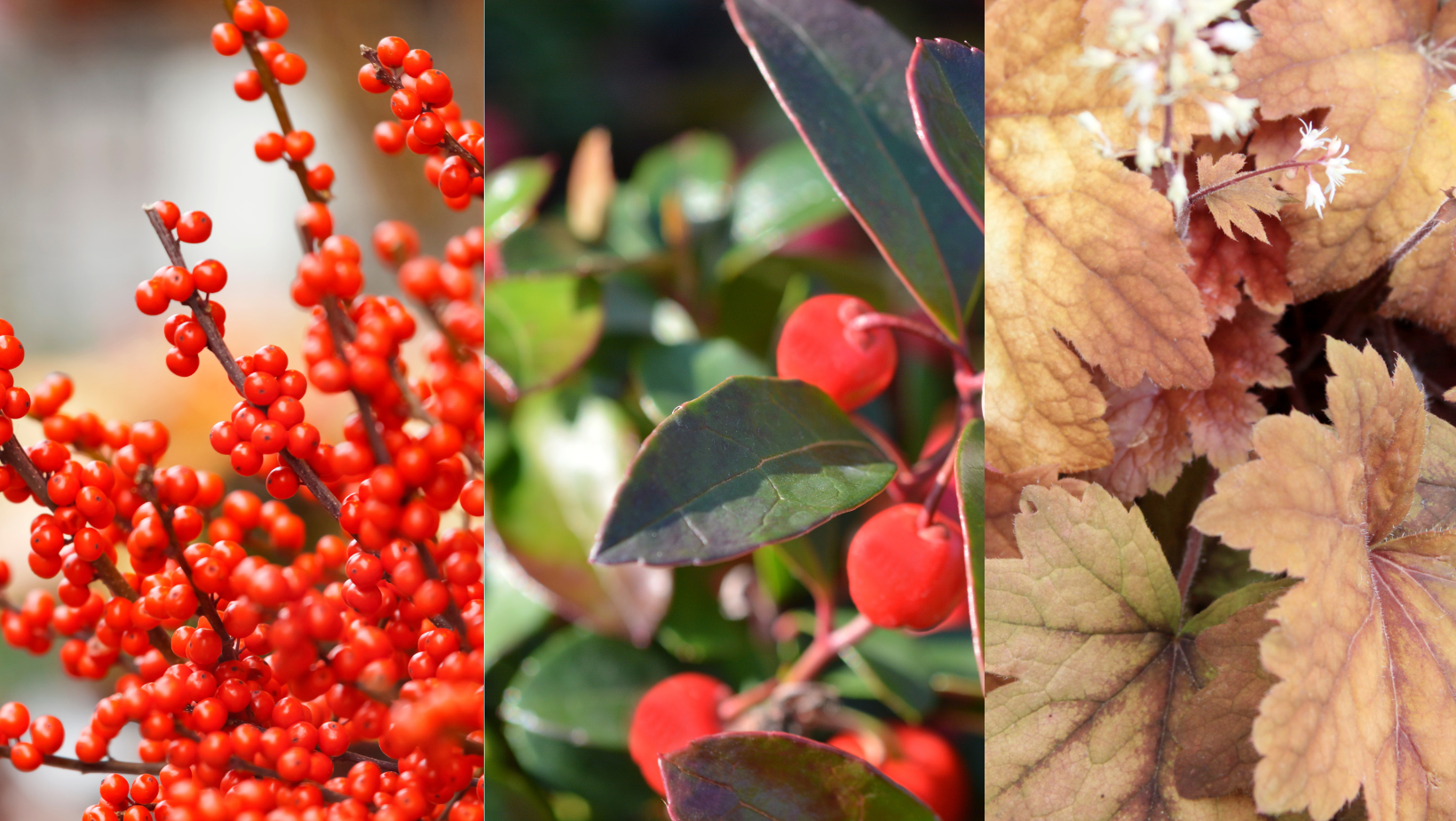 Brave the winter chill and uncover Delaware's hidden gems with these hardy perennials!