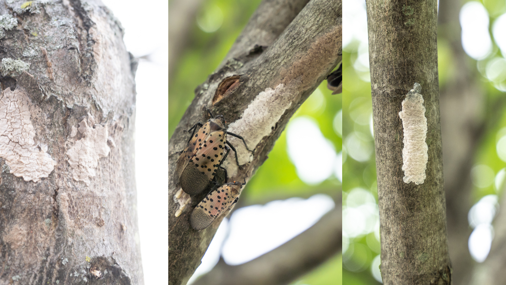 How to find spotted lanternfly eggs