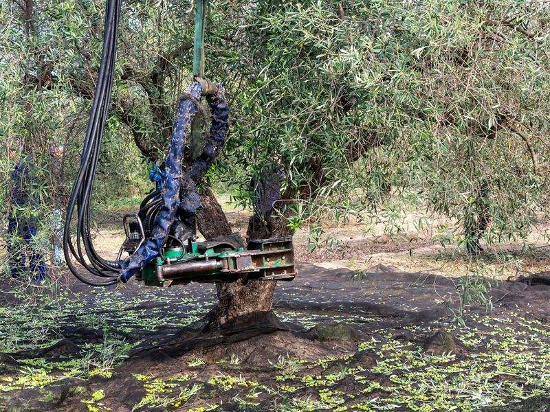 Raccoglitrice meccanica di olive che scuote le olive da un albero in un frutteto.