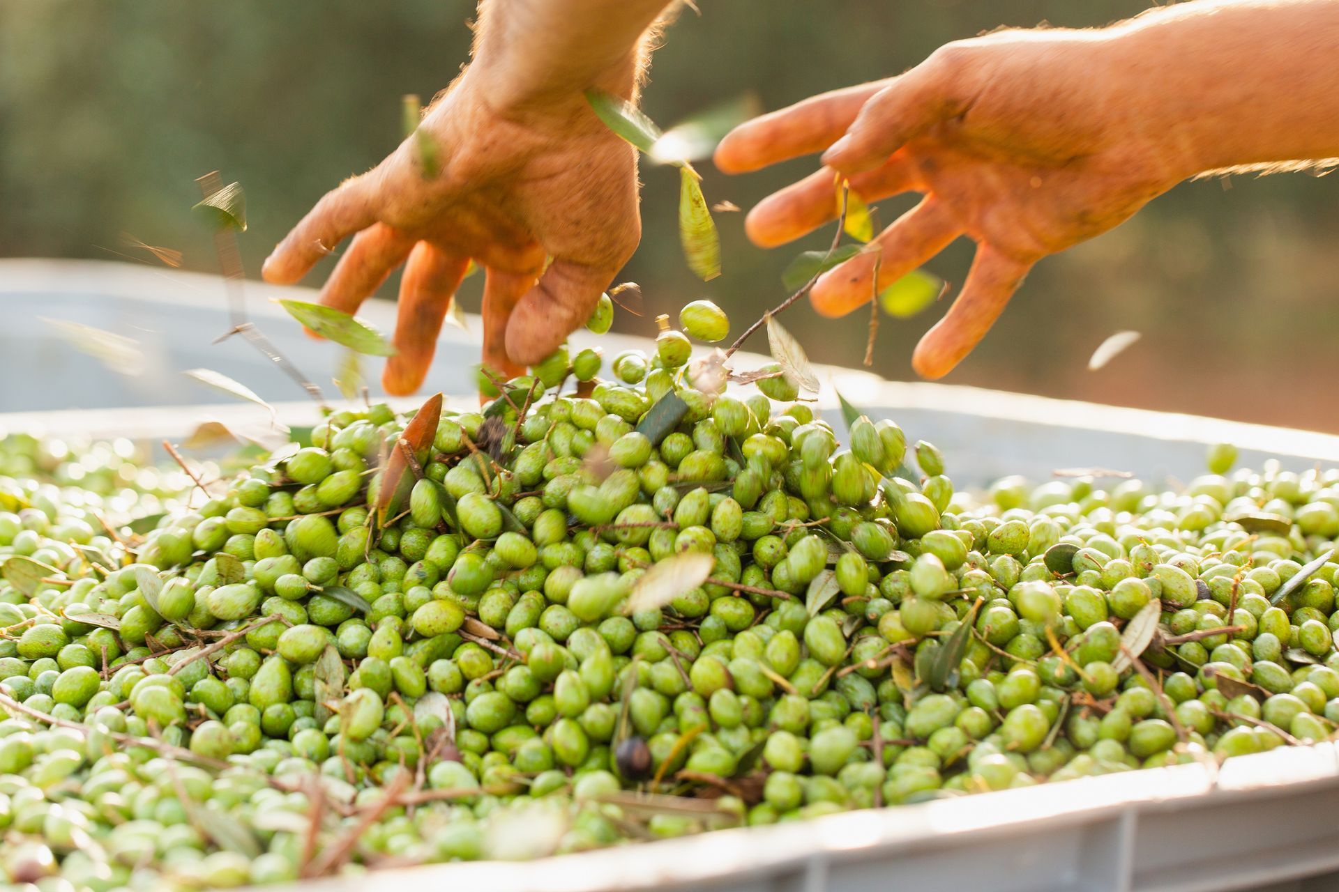 Mani che selezionano le olive verdi in un contenitore, foglie e olive in movimento, probabilmente durante la raccolta.