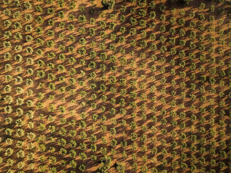 Veduta aerea di un vasto uliveto; file di alberi verdi proiettano lunghe ombre sulla terra marrone.