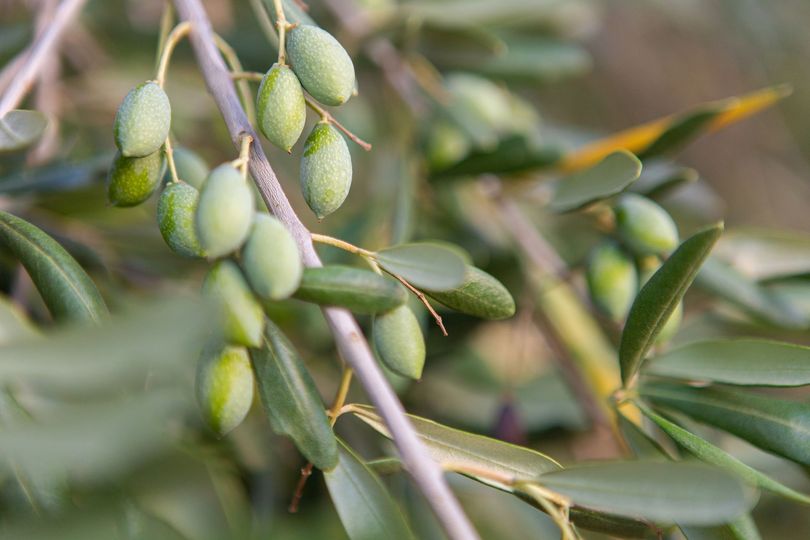 Olive verdi che crescono su un ramo di albero con foglie verdi.