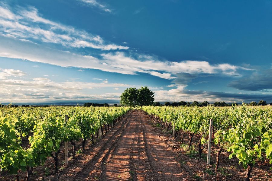 Filari di vigneti sotto un cielo azzurro con nuvole sparse, che conducono a un albero.