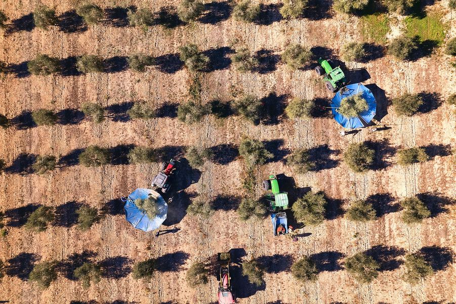 Vista dall'alto di un uliveto con file di alberi e trattori che raccolgono le olive, con teloni blu.