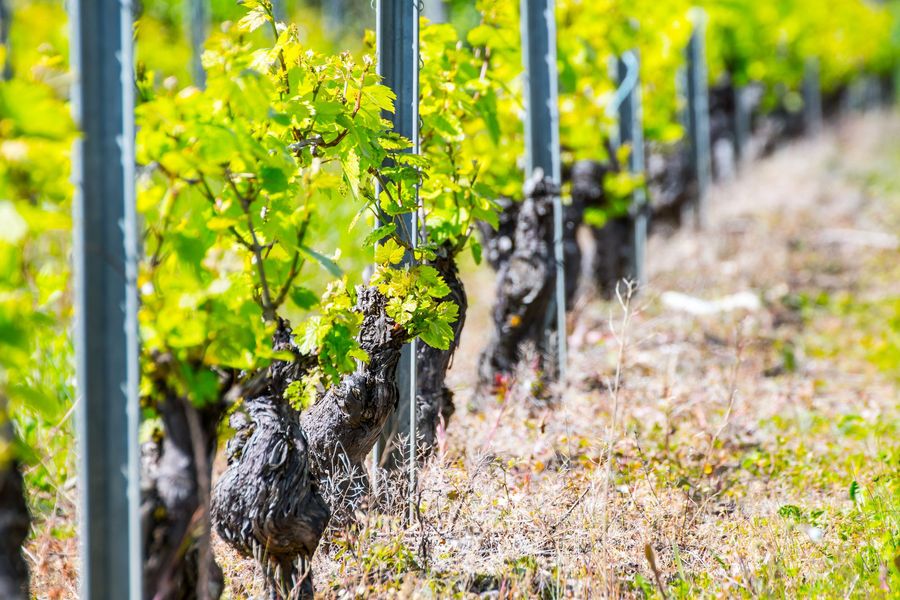 Filare di vigneti con foglie verdi e viti usurate.