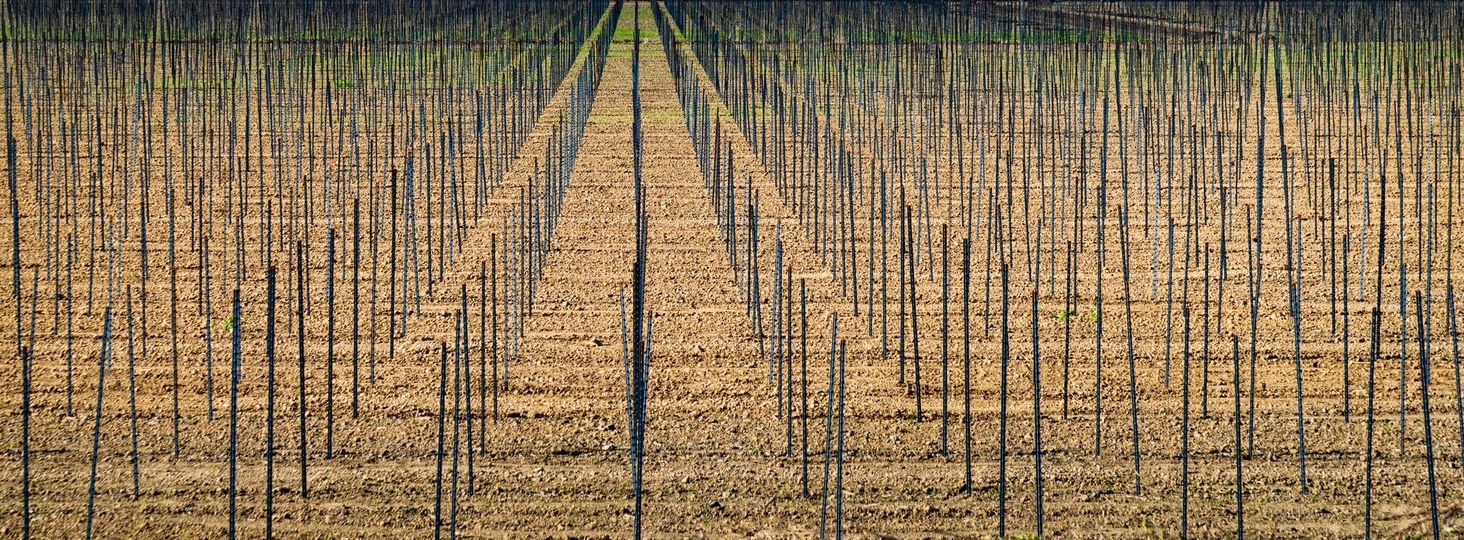 Filari di alberi spogli e spogli in un vigneto. Tra i filari si nota il terreno marrone.