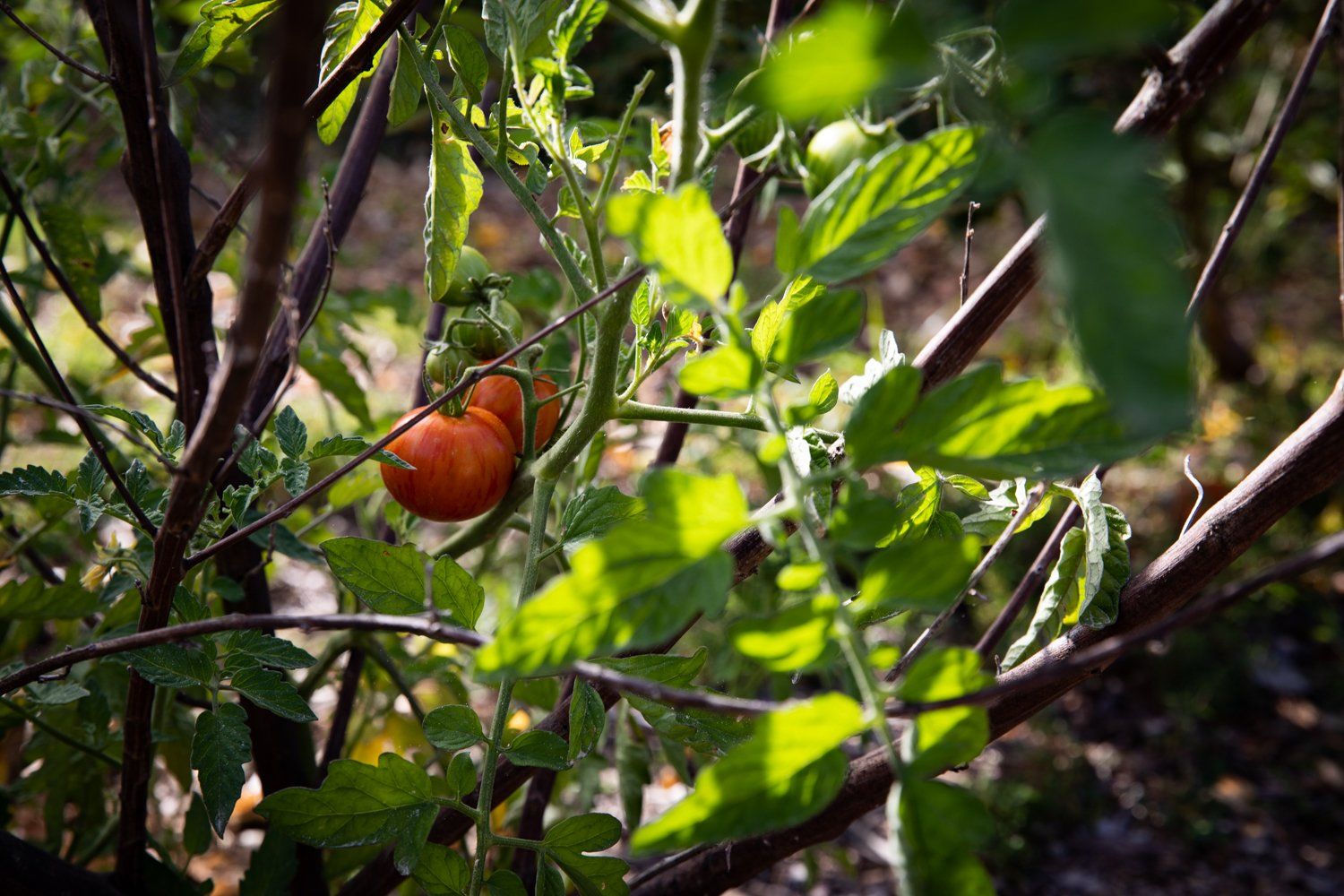 Tomatoes at the Aloha Food Forest Image