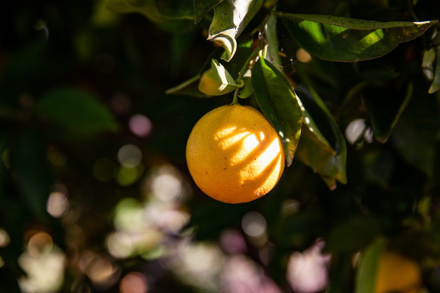Orange Hanging in Tree at Aloha Food Forest Image