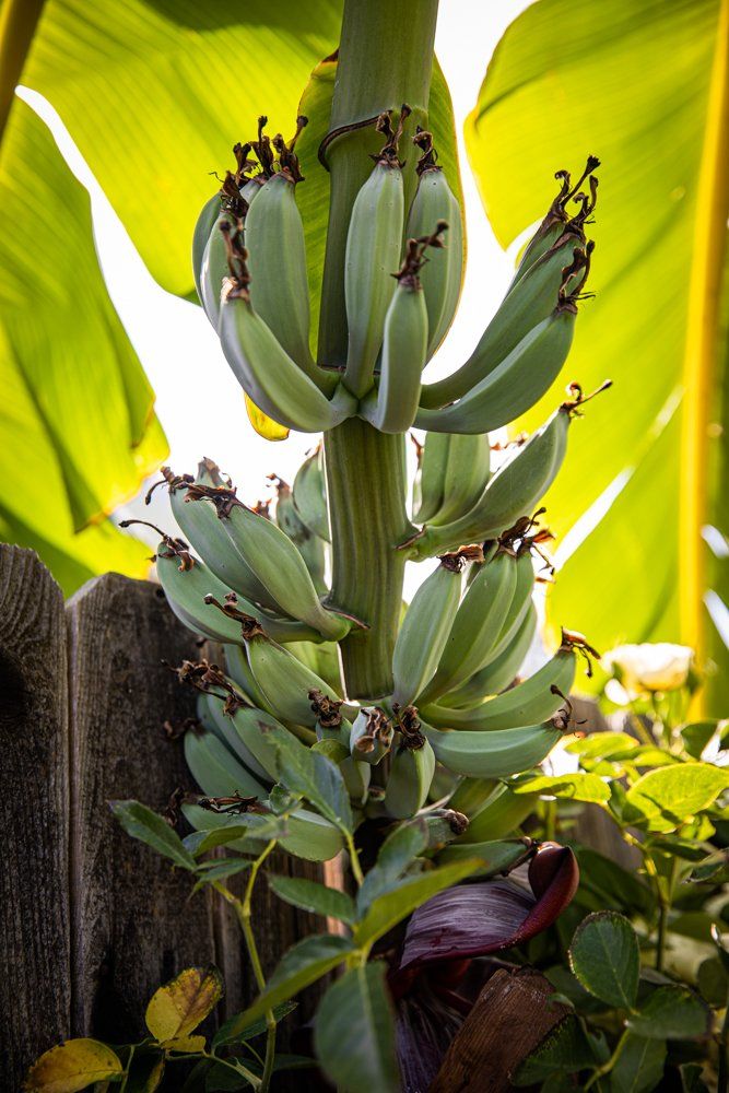 Bananas Growing in a Bunch at Aloha Food Forest Image