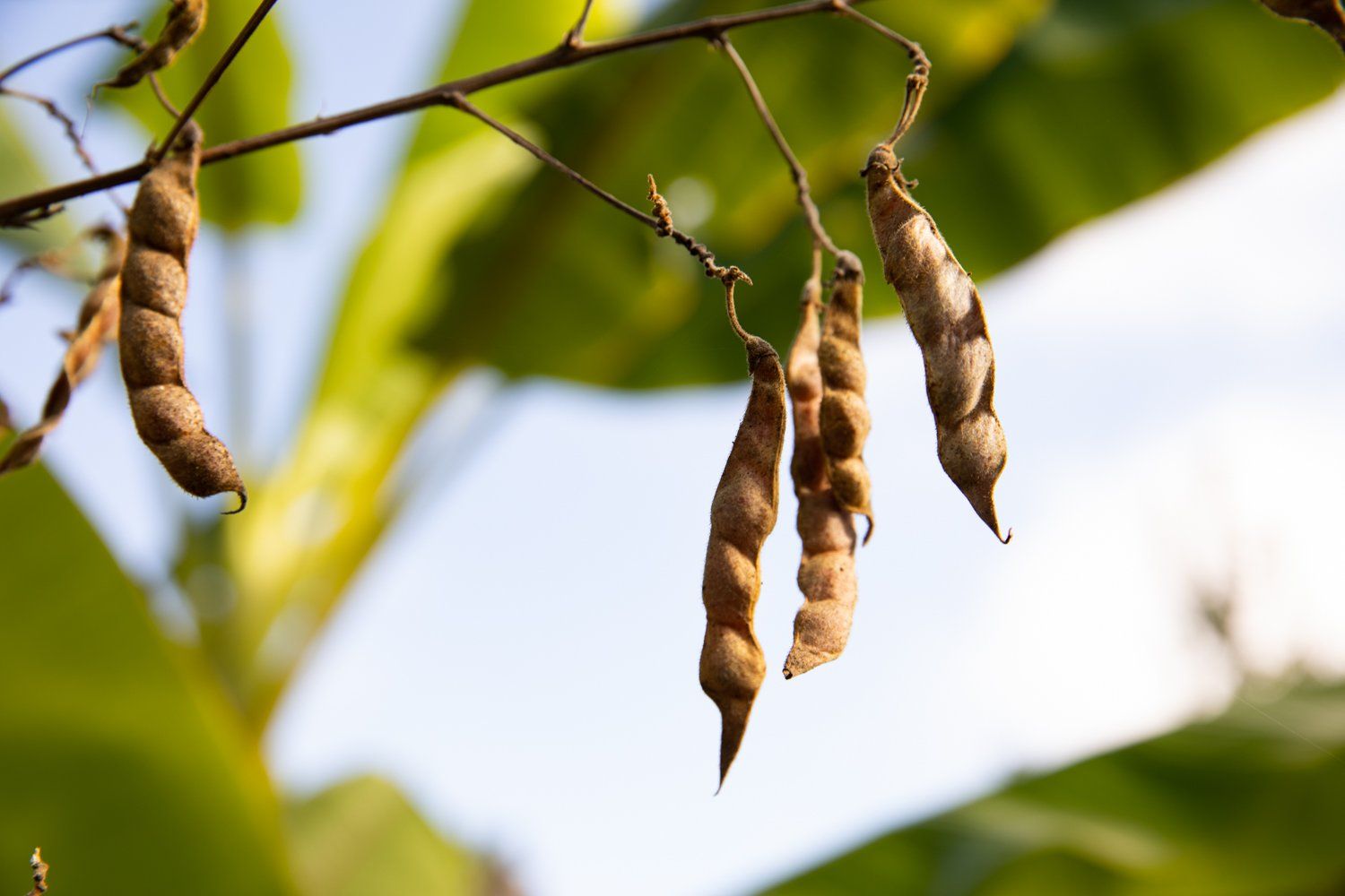 Beans Hanging From a Tree at Aloha Food Forest Image