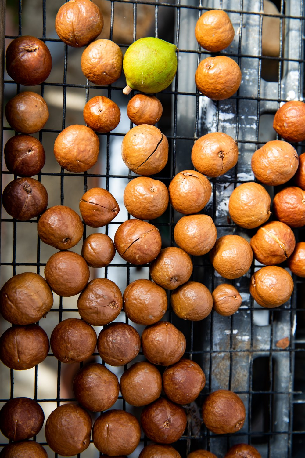 Fresh Macadamia Nut Harvest at Aloha Food Forest Image